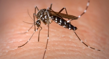 Internações por dengue crescem em abril